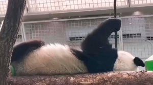 Утренняя зарядка от панды Катюши из Московского зоопарка. Смотрим и вдохновляемся на занятия спортом