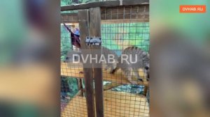 Хабаровчане возмутились несчастными зверьками в передвижном зоопарке