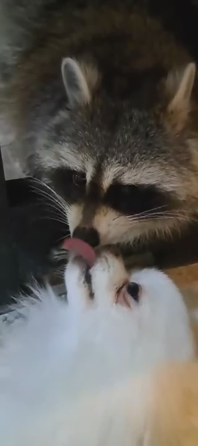 непоколебимый енот