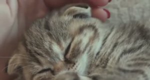 .... Почему Кошка выбрала именно тебя....