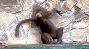 Стёпкины кренделя для поклонниц! Таким вы его не видели! Настроение кайф! Гамадрилы. Тайган