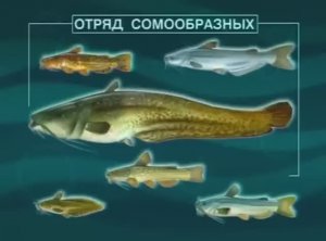 Какие основные признаки  у представителей отряда Сомообразные (Catfishes) — Siluriformes ?