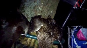 7 НОЯБРЯ ОХОТА НА УТКУ