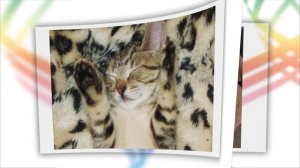 Мастера МАСКИРОВКИ ! (2)