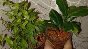 Пересадка двух хоечек. Болталка.