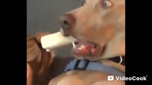 мемасы 1 часть