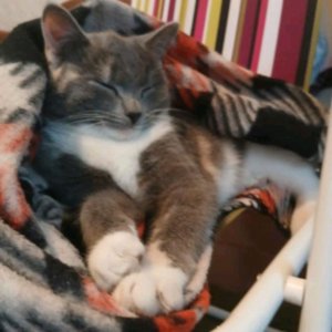 кароче эфир2#