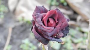 06=11=2025 кмр   ПВН  (46)