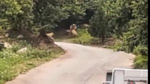 что будет если бы Лев и тигр дрались?