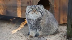 На аллее манулов красавица Адель, Снежана, Ачи, Мия и много котят.