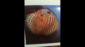 Прайс-лист на аквариумную рыбу.