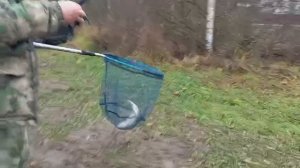 Светлые Горы Форель 07.11.2025г.