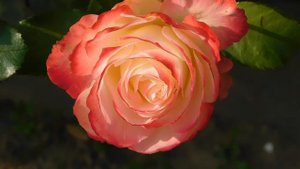 05=11=2025  уни  ПВН   (142)