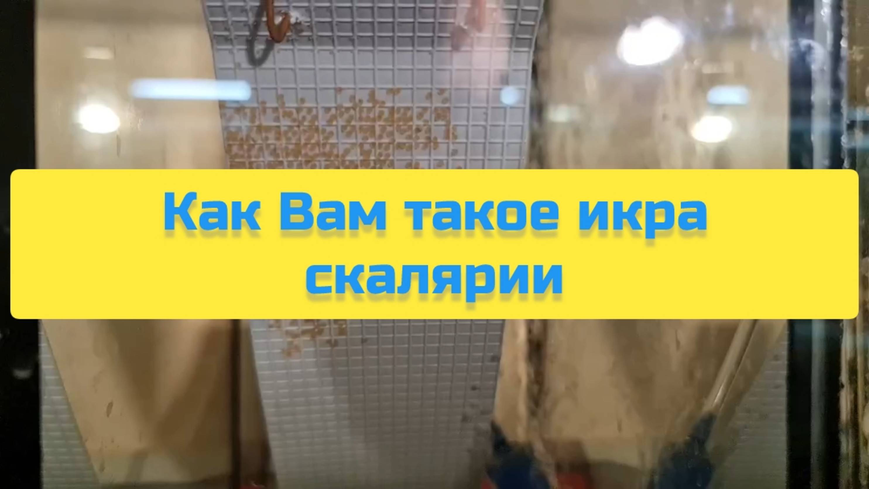 КАК ВАМ ТАКОЕ ИКРА СКАЛЯРИИ смотреть онлайн