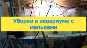 УБОРКА В АКВАРИУМЕ С МАЛЬКАМИ