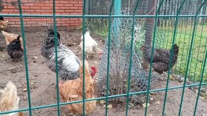 Курочки- соседки.