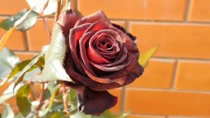 05=11=2025  уни  ПВН   (168)