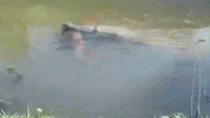 В США засняли крокодила, утащившего под воду собаку