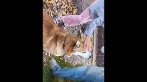 вау собака вадваре