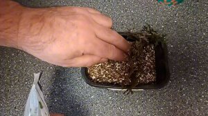 Размножаю тую черенками. Эксперимент с вермикулитом.