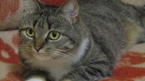 КотоТерапия:АнтиСтресс