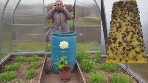 Это реально. Теплица Без белокрылки, без мха и основных болезней томатов.