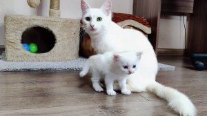 Белый котёнок был таким маленьким, а теперь бегает по комнате. Мама-кошка и котёнок.
