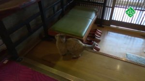 Кошки Японии. Анонс. Канал ЗОО ТВ