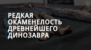 Редкая окаменелость древнейшего динозавра