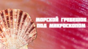 Морской гребешок под микроскопом