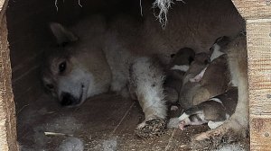 Щенкам пять дней