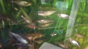 Как бороться с чёрной бородой!?