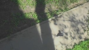 Без звука. Галка на асфальте. 514454.  DSCN6283