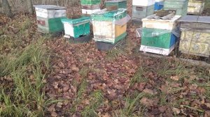 #18. Облёт пчел. Мыши в ульи???