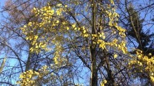 7 "Вечерний звон" (народный). Слова Козлова. Дмитрий Степанович