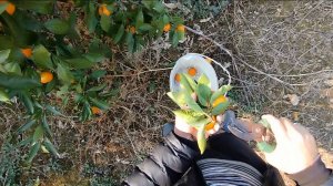 Быстрый сбор мандаринов)