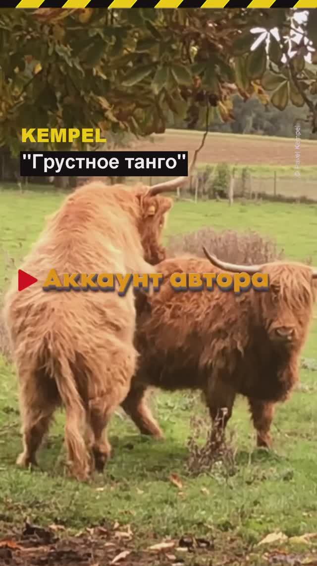 🎵 "Грустное танго" - 𝐊𝐞𝐦𝐩𝐞𝐥