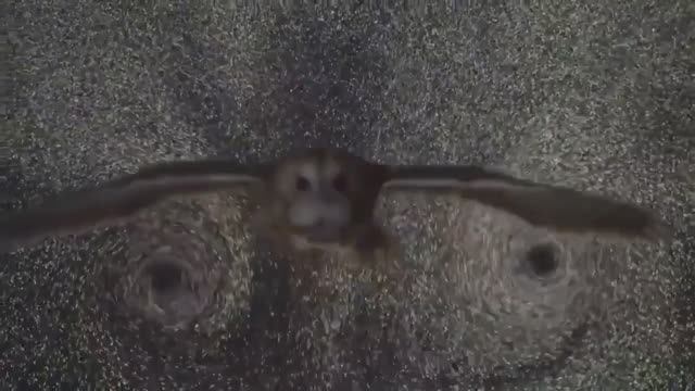 Сова-интерстеллар