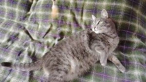 Игры с кошкой.