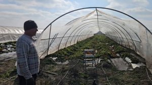 6 ноября. клубника. водозарядка. балаганы.