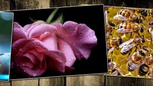 Janus - Agnus Dei 2000