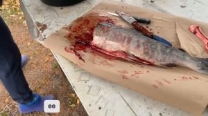 Камчатская Кета: от чистки до слабосоленого ЗАСОЛА. Разделываем и солим красную рыбу. #солимрыбу