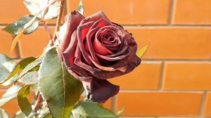 05=11=2025  уни  ПВН   (169)