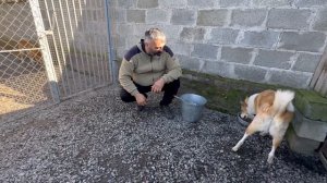 День стольника/Кормление собак