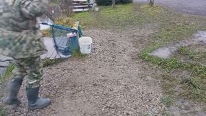 Светлые Горы Форель3 07.11.2025г.