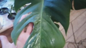 Все! Монстеру Альбу на куски, а из корней поделки фантастические!