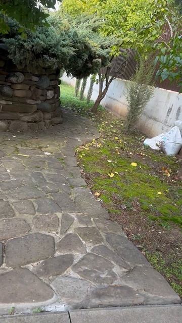 Мои кипарисы на Ул. Стасова смотреть онлайн