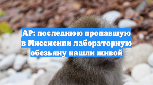 AP: последнюю пропавшую в Миссисипи лабораторную обезьяну нашли живой
