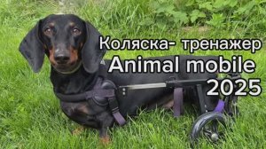 Коляска-тренажер для таксы.