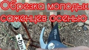 Обрезка и укрытие молодого саженца винограда